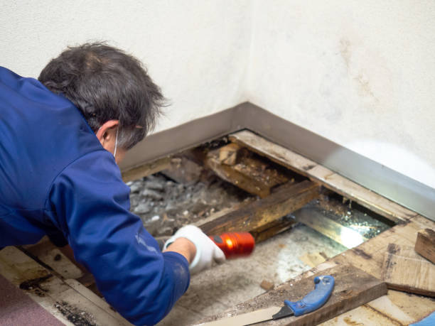 Professional Mold Removal in Westlake Village, IL