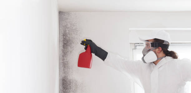 Best Commercial Mold Removal  in Westlake Vlage, IL
