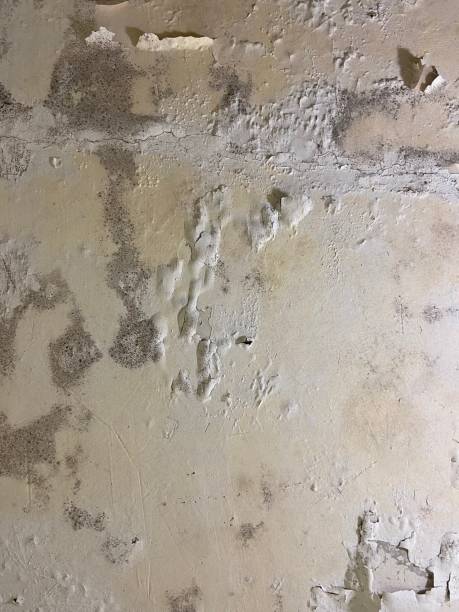 Best Mold Remediation  in Westlake Vlage, IL